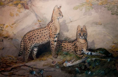 Serval